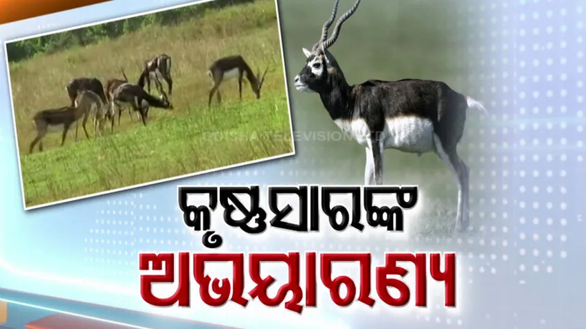 Blackbuck Protection In Ganjam