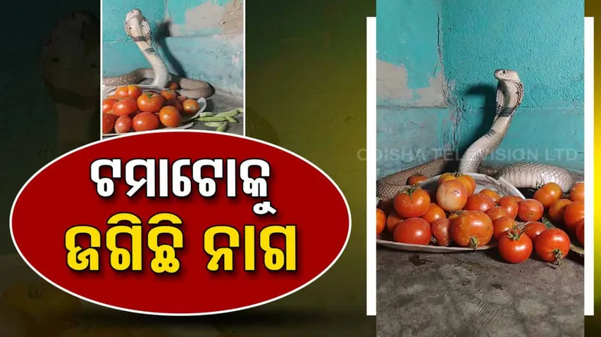 Snake guards pricey tomatoes 