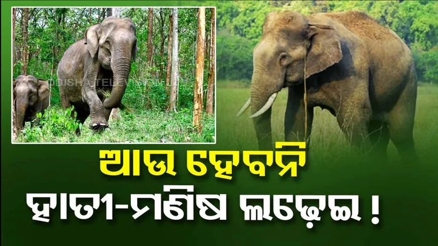 Forest Department New Rule Over Man Elephant Conflict