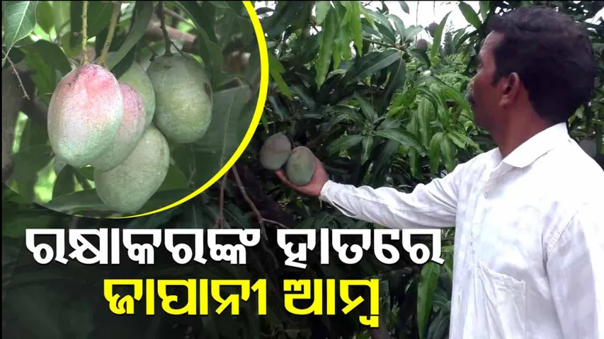 Odisha farmer grows world's costliest Miyazaki mango, earns good profit