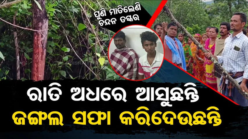 Sandalwood smuggling goes rampant in Odisha’s Gajapati