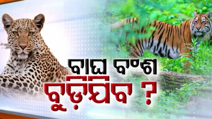 Tiger unsafe in odisha Forest