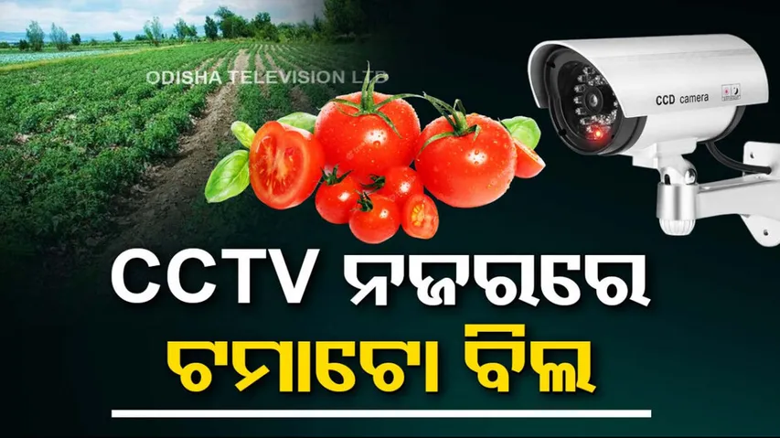 Tomato Farmer Installs CCTV To Prvent Theft