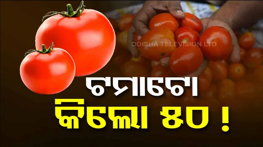 Tamato Price Hike