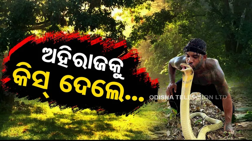 Viral Video Man kisses King Cobra on it head