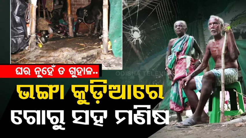 Elderly couple forced to stay under cowshed in Jajpur