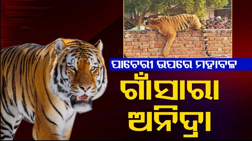 Tiger Enjoys Winter Sun 