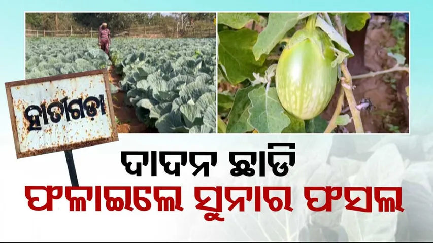 Farmers in Ganjam earn massive profit through vegetable farming, set example for many