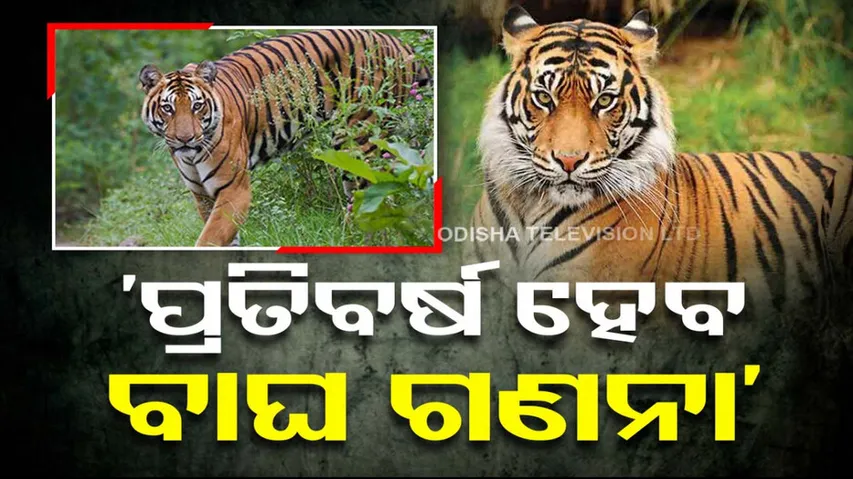 Odisha To Conduct Tiger Census Every Year
