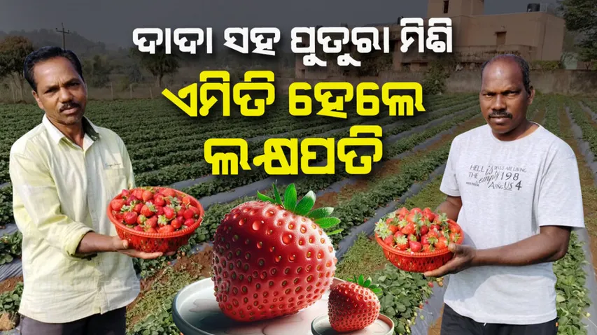 Strawberry farming