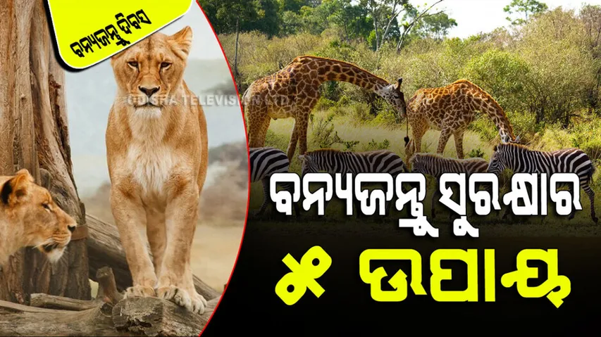 World Wildlife Day 2024 Five way how to save wildlife