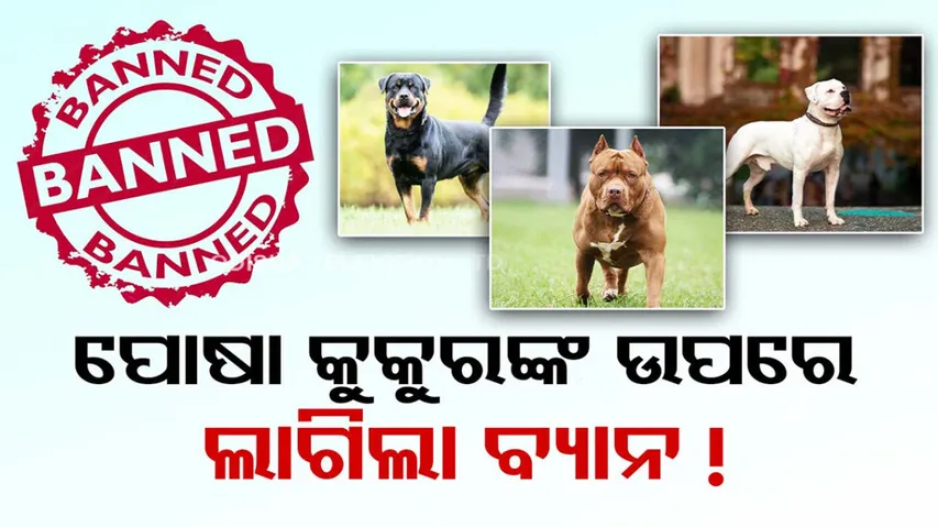 Centre Recommends Ban on Pitbull