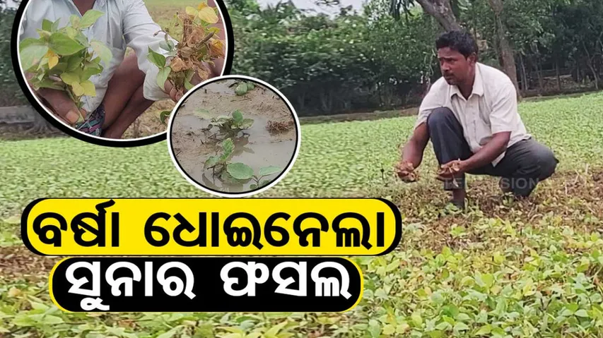 Insects destroy acres