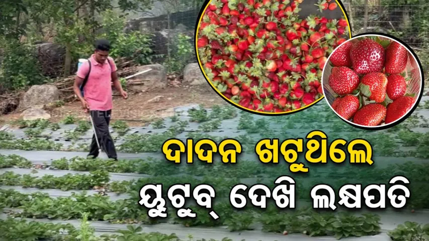 successful strawberry farmer