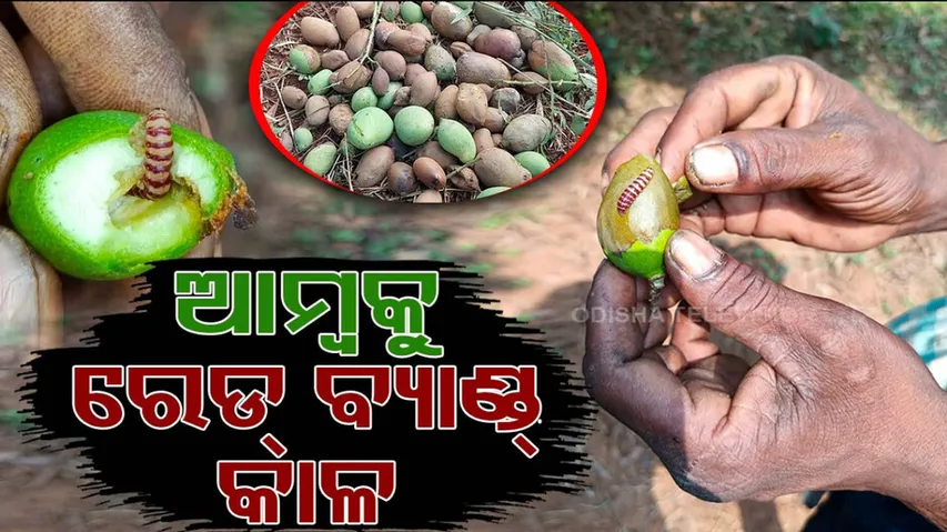 Red banded mango pests destroy