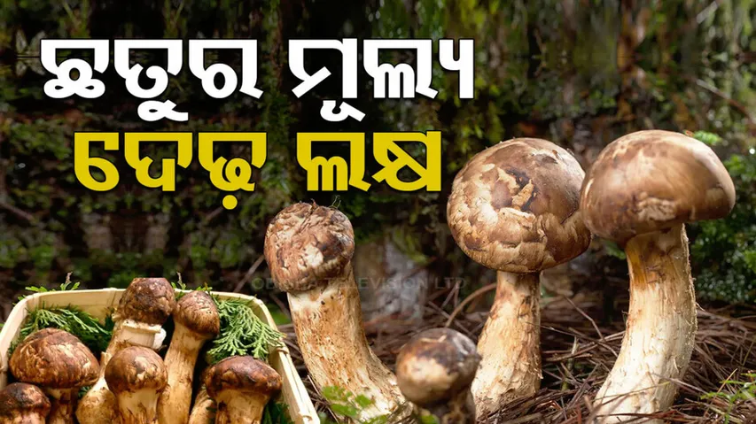 Worlds Most Expensive Matsutake mushrooms