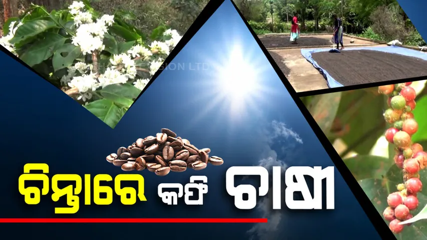 Coffee production in Koraput