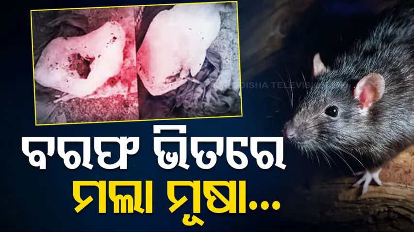 Frozen Rat Embedded In Ice