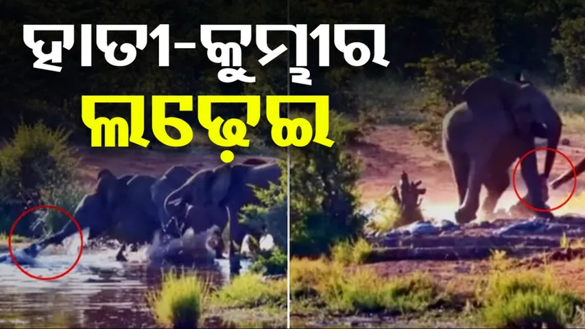 Crocodile Elephant fights Video