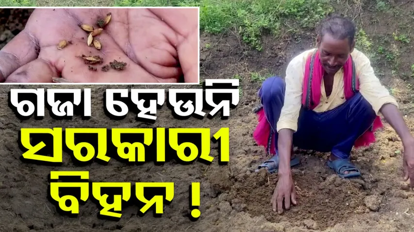 Allege Massive Irregularities 