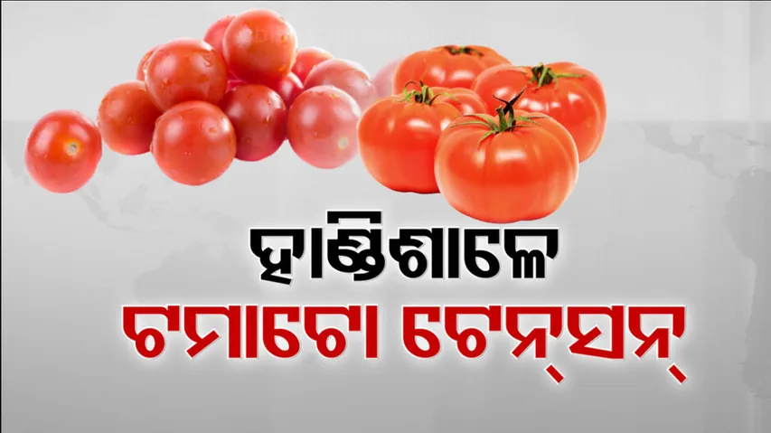 Tamato Price Hike