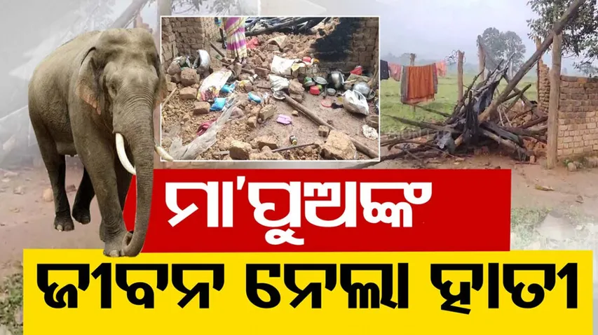 Mother-Son Killed In Elephant Attack In Sundargarh