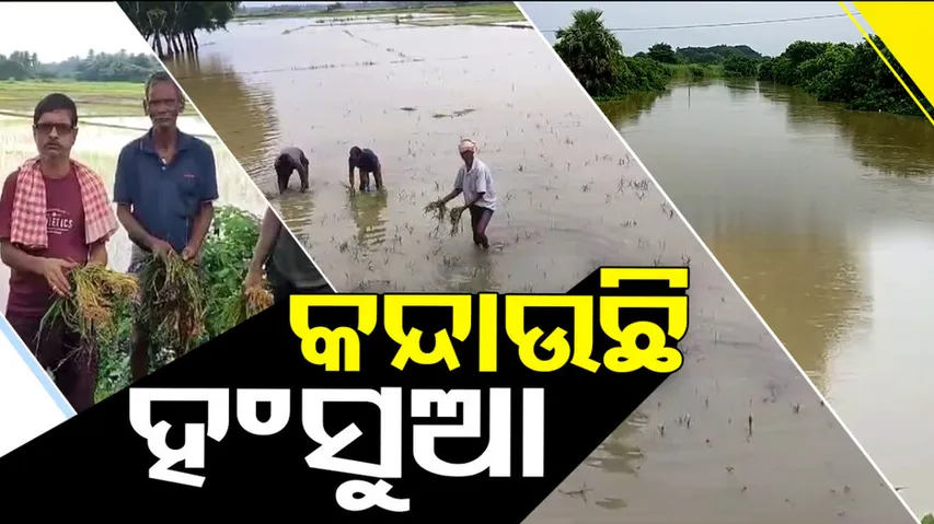 Farmland Submerged Due to Flood