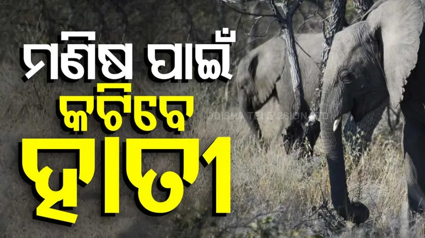 Elephants to Be Hunted 