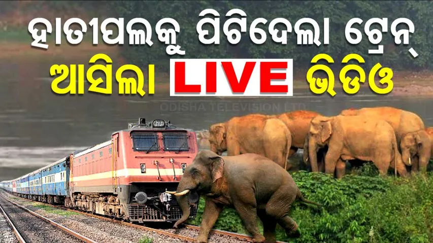 Elephant Killed After Being Hit By Goods Train In Rourkela