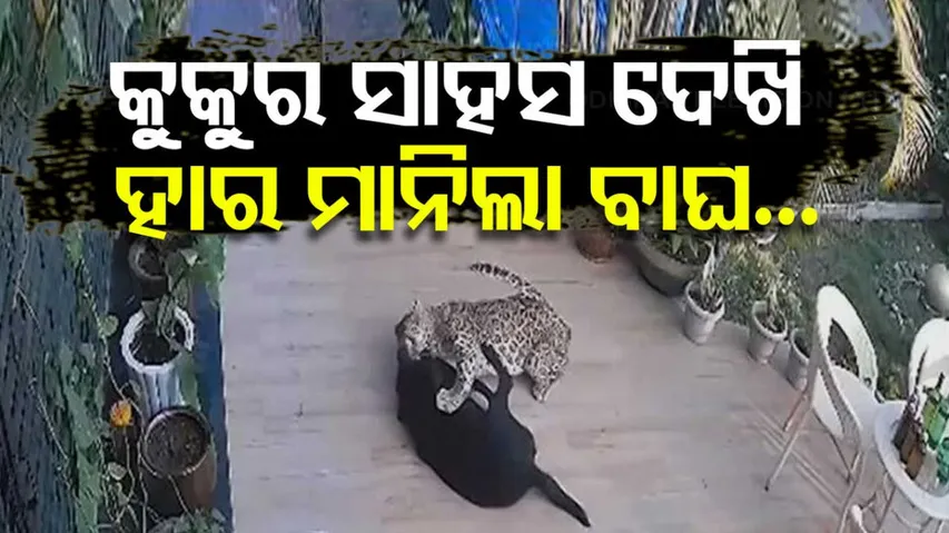 Leopard Enters House In Rajasthan