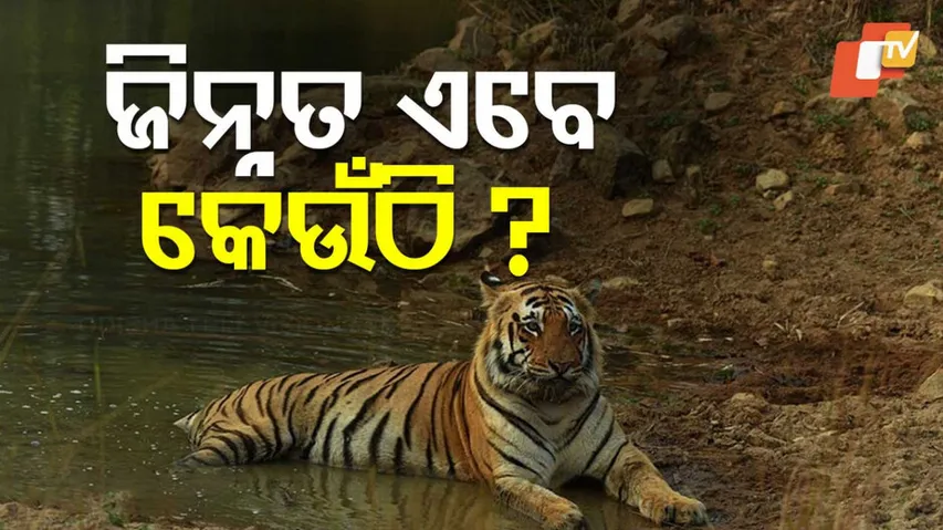 ଜିନ୍ନତ ଏବେ କେଉଁଠି ?