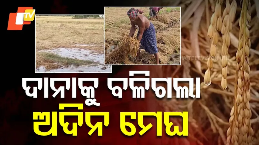 Incessant Rain Submerges Acres of paddy Crops