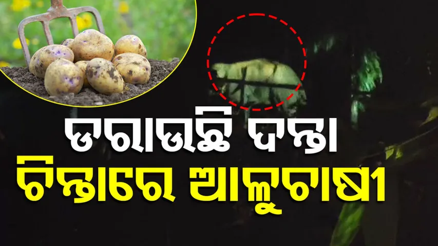 ହାତୀ ଆତଙ୍କ ପାଇଁ ଆଳୁଚାଷରୁ ମୁହଁ ଫେରାଉଛନ୍ତି ଚାଷୀ