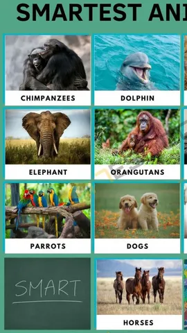 These 9 most intelligent animals