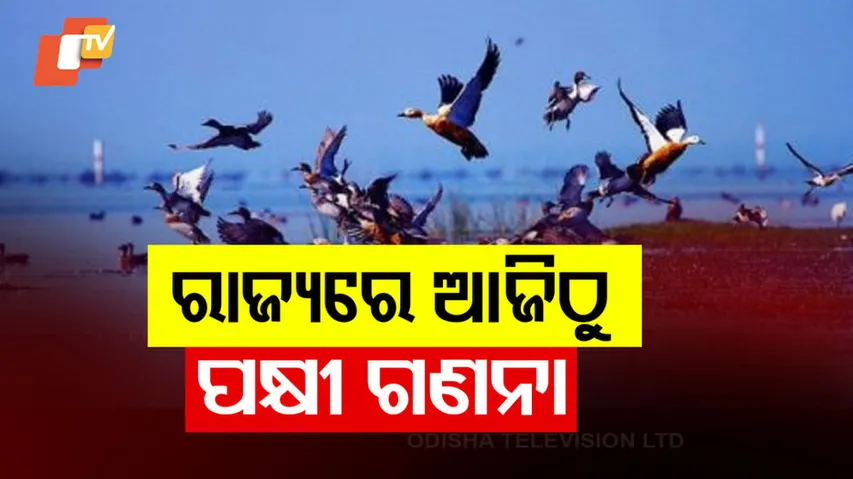 ରାଜ୍ୟରେ ଆଜିଠୁ ପକ୍ଷୀ ଗଣନା 