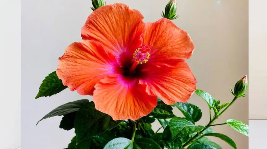 Hibiscus: ମନ୍ଦାର ଗଛରେ ଫୁଲ ଫୁଟୁନି? ଏମିତି କରନ୍ତୁ ନେସି ହେଇଯିବ