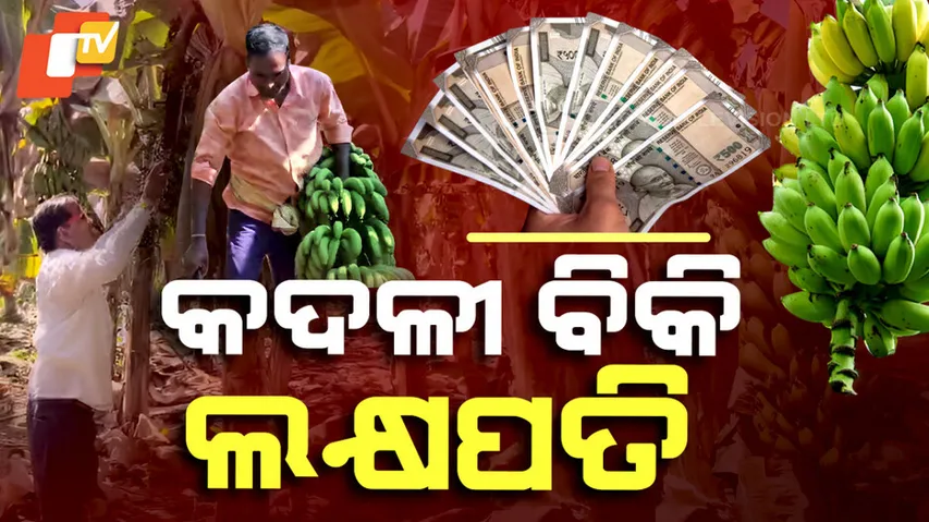 Banana Farming Transformed Akbar Into Millionaire