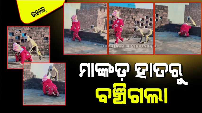 Monkey attacks toddler on roof 