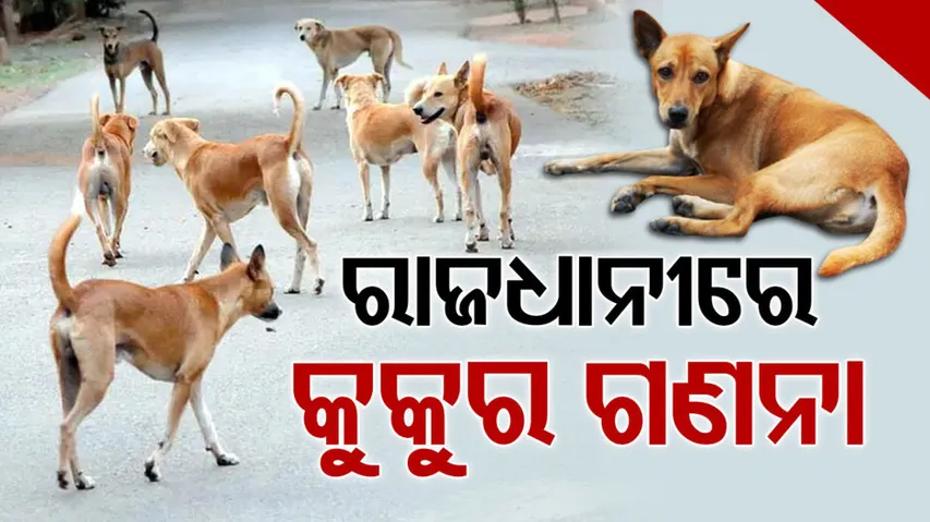 ରାଜଧାନୀରେ କୁକୁର ଗଣନା