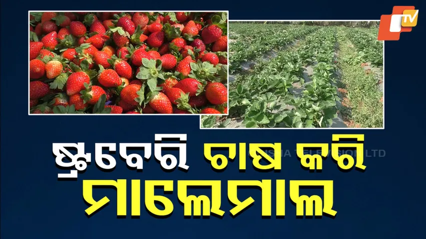 Strawberry Farming At Odisha's Jajpur