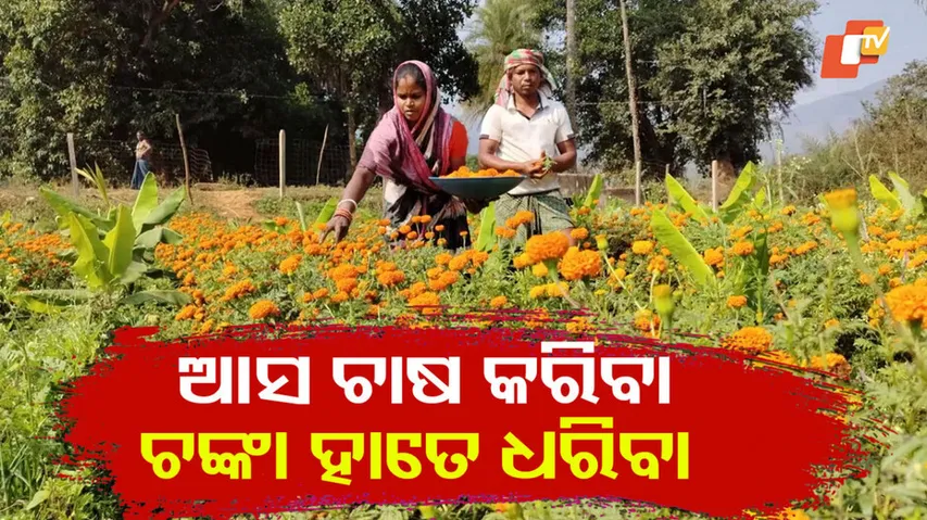 ଚାଷରେ ଏତେ ଲାଭ ? 