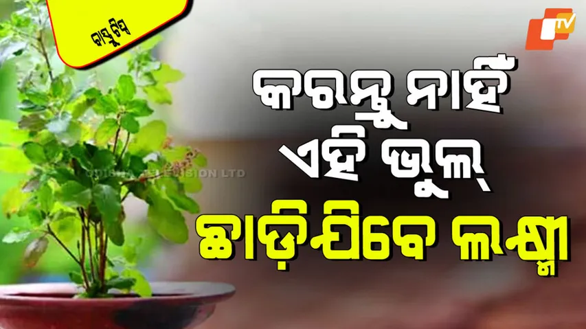 Why should never keep a broom near tulsi know its harmful effects