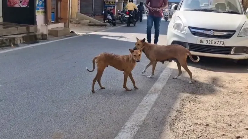 କୁକୁର ଉପଦ୍ରବ