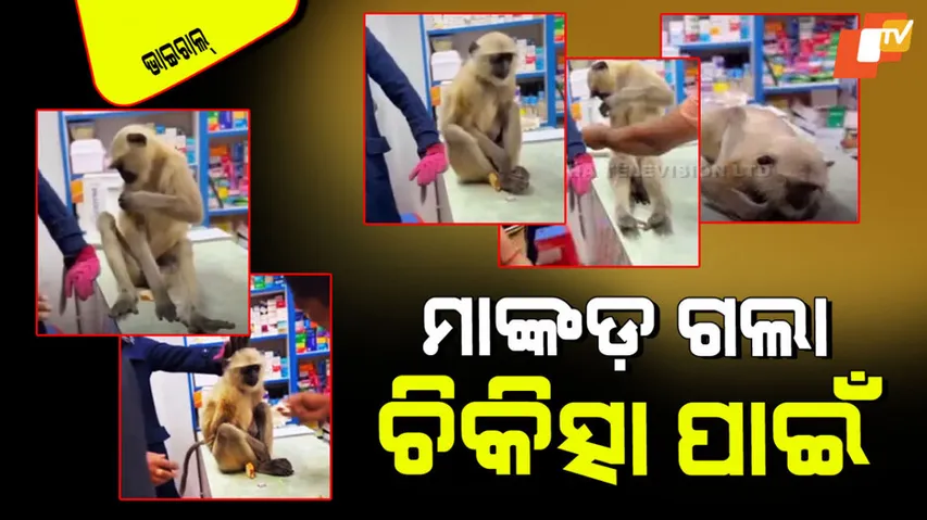 Injured monkey walks into medical store to get first aid