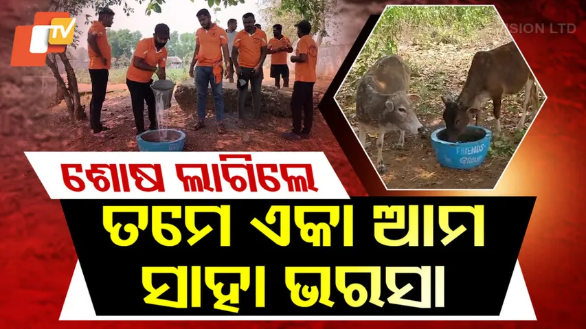 Water for Stray Animals