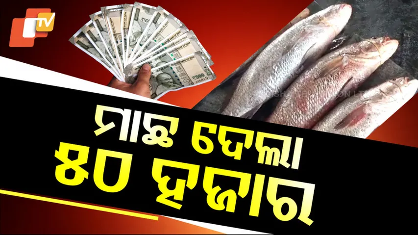 ମାଛ ଦେଲା ୫୦ ହଜାର ।