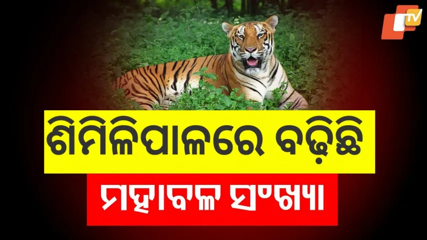 ଶିମିଳିପାଳରେ ବଢ଼ିଛି ମହାବଳ ସଂଖ୍ୟା ।