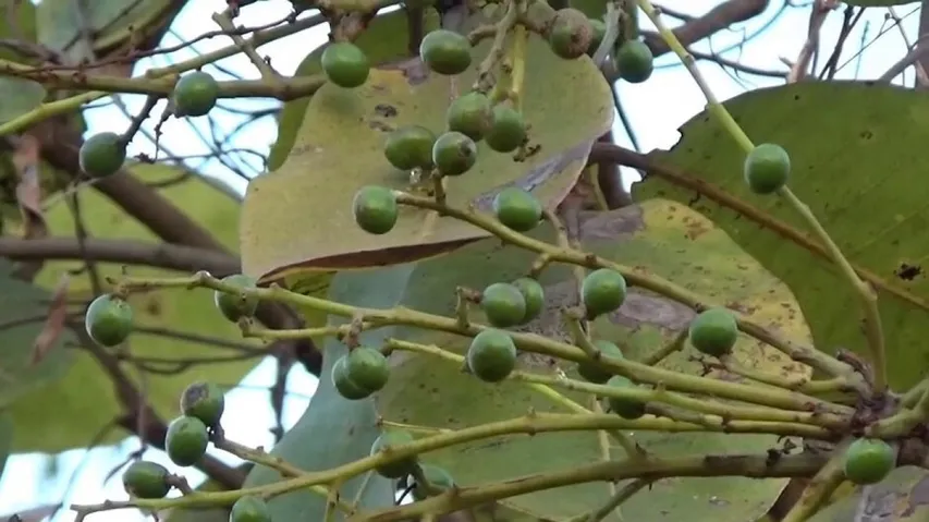 ମହୁଲ ଫୁଲର ଅଭାବୀ ବିକ୍ରି