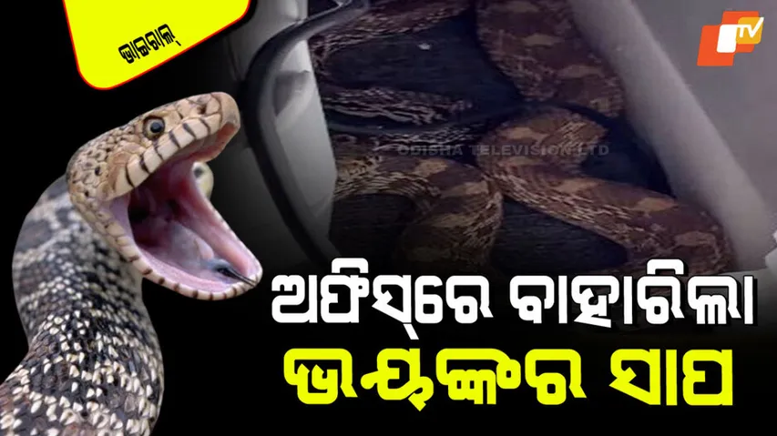 bull snake colorado viral video