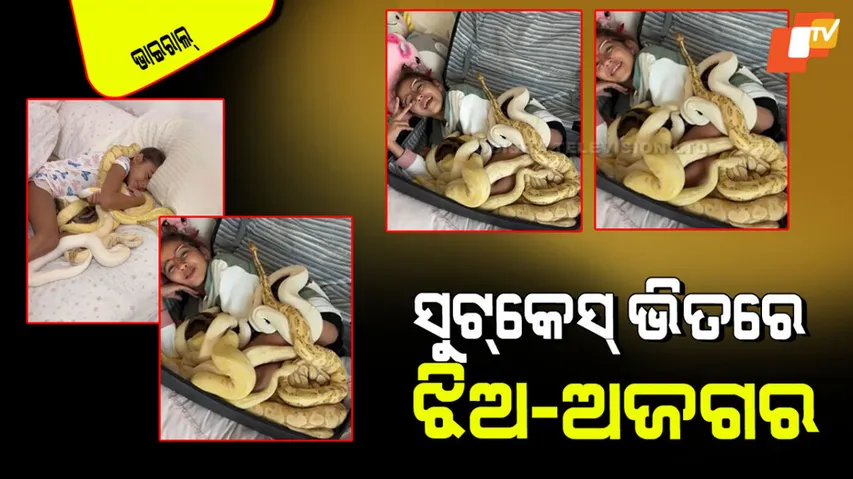 5 year old girl travels with pythons in suitcase